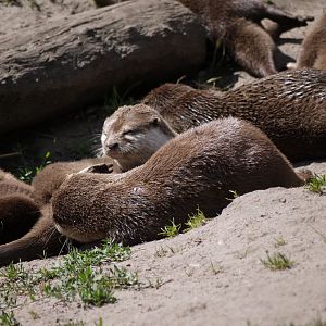 Asian Small-Clawed Otter