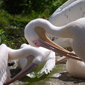 Great White Pelican