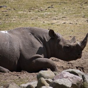 Black Rhinoceros