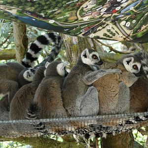 Ring-Tailed Lemur