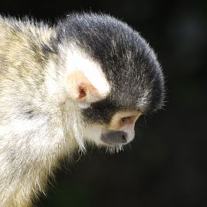 Black-Capped Squirrel Monkey