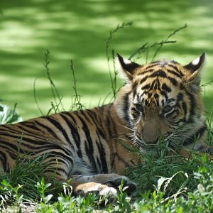 Sumatran Tiger
