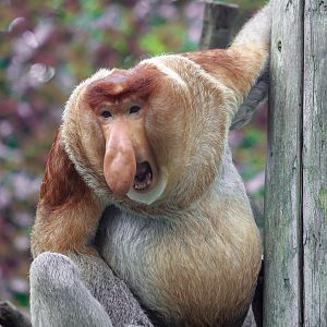 Proboscis monkey