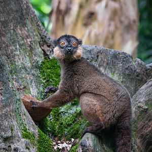 Collared brown lemur