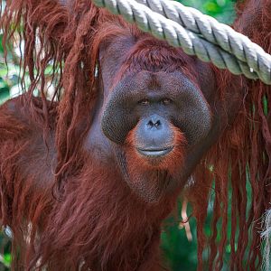 Orangutan