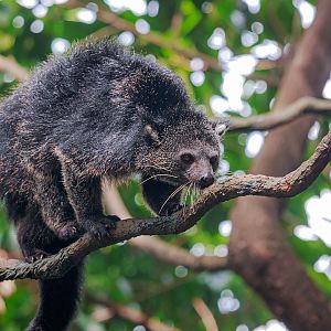 Binturong