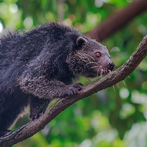 Binturong