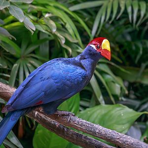 Violet turaco