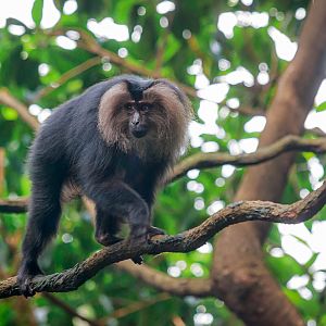 Lion-tailed macaque