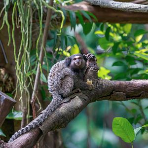 Black-tufted marmoset
