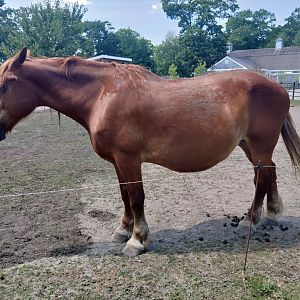 Suffolk punch draft horse