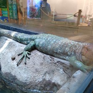 Northern caiman lizard