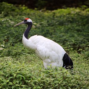 Red-crowned crane