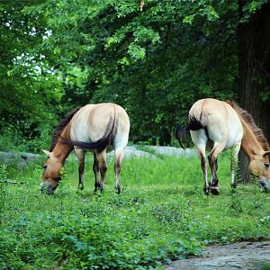Przewalski's horse