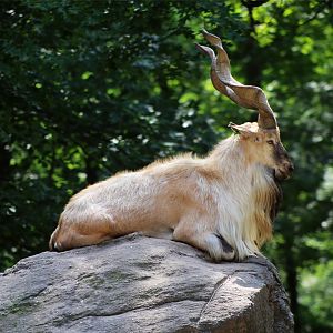 Markhor