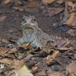Tuatara