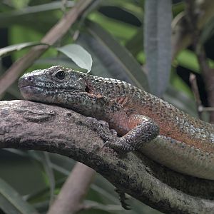South-eastern girdled lizard