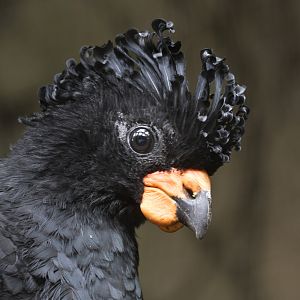 Red-billed curassow