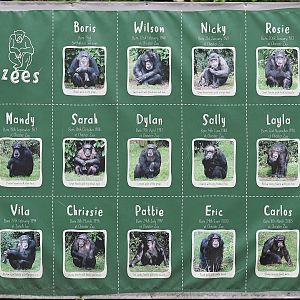 Chimp identification notice