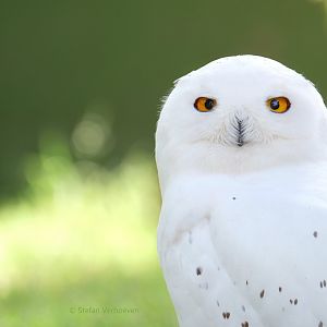 Snowy owl