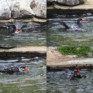 Collage of Inca tern (Larosterna inca) splashing in the pool, 2019-06-26