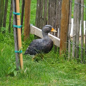 Magellanic flightless steamer duck (Tachyeres pteneres), 2019-06-26
