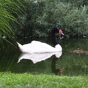 Black-necked swan (Cygnus melanocoryphus), 2019-06-26
