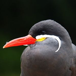 Inca tern (Larosterna inca), 2019-06-26