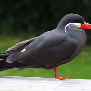 Inca tern (Larosterna inca), 2019-06-26