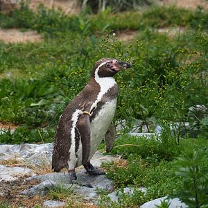 Humboldt penguin (Spheniscus humboldti), 2019-06-26