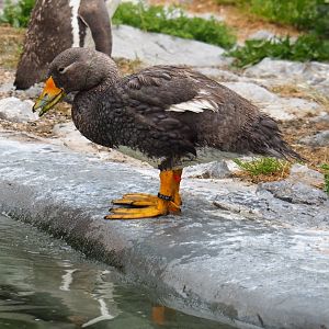 Magellanic flightless steamer duck (Tachyeres pteneres), 2019-06-26