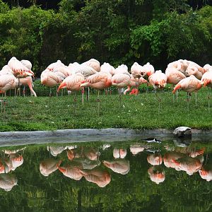 Chilean flamingo (Phoenicopterus chilensis) colony, 2019-06-26