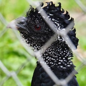 Female Great curassow (Crax rubra rubra), 2019-06-26