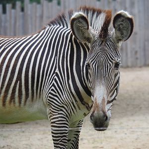Grévy's zebra (Equus grevyi), 2019-06-26