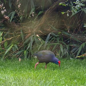 African purple swamphen (Porphyrio porphyrio madagascariensis), 2019-06-26