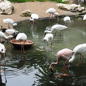 African wetland birds foraging, 2019-06-26