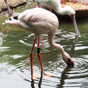Lesser flamingo (Phoeniconaias minor), 2019-06-26