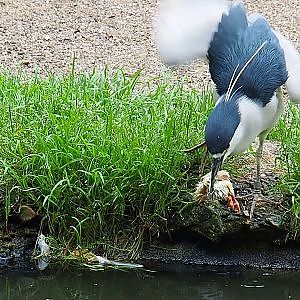 Black-crowned night heron (Nycticorax nycticorax nycticorax) dipping and eating a one-day chick, 2019-06-26