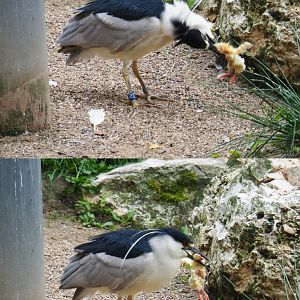 Black-crowned night heron (Nycticorax nycticorax nycticorax)  eating a one-day chick, 2019-06-26