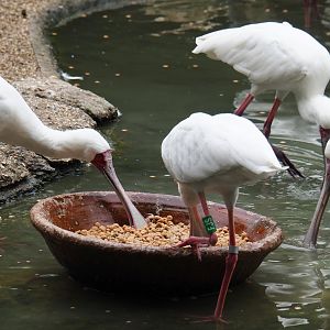 African spoonbills (Platalea alba) feeding, 2019-06-26