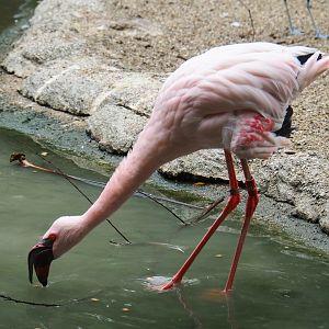 Lesser flamingo (Phoeniconaias minor), 2019-06-26