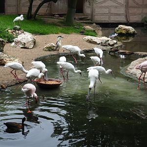 African wetland birds foraging, 2019-06-26