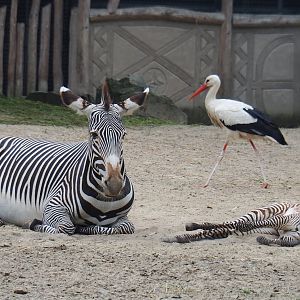 Grévy's zebras (Equus grevyi) and European white stork (Ciconia ciconia), 2019-06-26