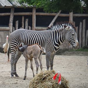 Grévy's zebras (Equus grevyi), 2019-06-26