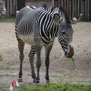 Grévy's zebra (Equus grevyi), 2019-06-26