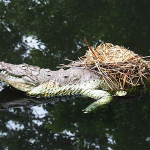Fake crocodile with gallinule nest, 2019-06-26
