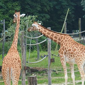 Kordofan giraffes (Giraffa camelopardalis antiquorum), 2019-06-26