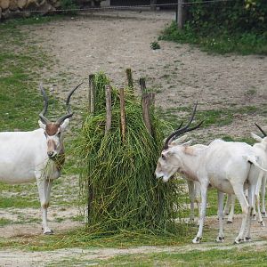 Addax (Addax nasomaculatus), 2019-06-26