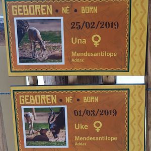 Birth signs Addax, 2019-06-26