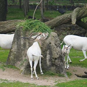 Addax (Addax nasomaculatus) feeding, 2019-06-26